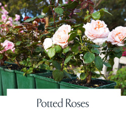 Potted Roses